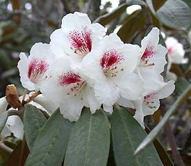 R. 'aganniphum'